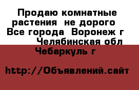 Продаю комнатные растения  не дорого - Все города, Воронеж г.  »    . Челябинская обл.,Чебаркуль г.